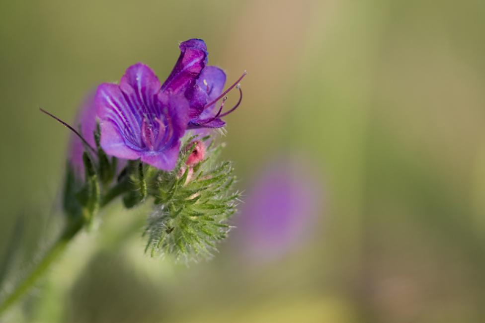 Imagen 7 de la galería de Macrofotografía